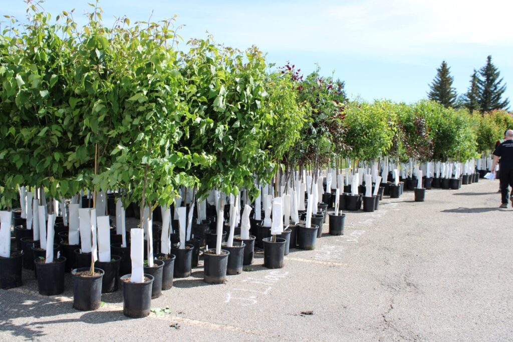 City of Calgary – Branching Out Program